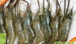 爆料人工养殖海虾视频,视频曝光养殖过程全纪录